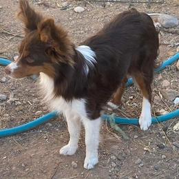 Missy - Miniature Australian Shepherd