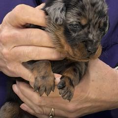 Gray-white collar - Harlequin female Beauceron puppy in Floyd’s Knobs, Indiana from Birdwing Beaucerons