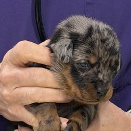 Gray-white collar - Harlequin female Beauceron puppy in Floyd’s Knobs, Indiana from Birdwing Beaucerons