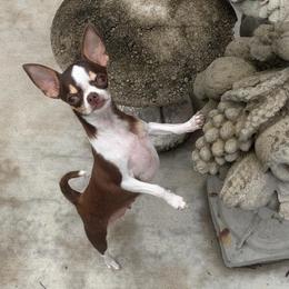 Ophelia - Chihuahua