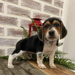 Teddy - Black white and tan male Beagle puppy in West Plains, Missouri from Suncreek Puppies