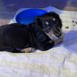 Boy 3 - Black and tan male Dachshund puppy in Jacksonville, Florida from Little Lords & Ladies Dachshunds