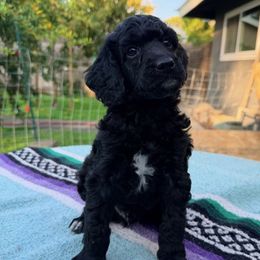 Peppermint - Black male Poodle puppy in Bakersfield, California from Jewells Poodles