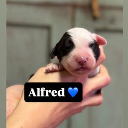 Alfred - Gray and white male Old English Sheepdog puppy in Bristol, Indiana from Ridgeruns OES