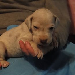 Cardigan Welsh Corgi and Great Dane Puppies from Red Oak Farm and Kennel