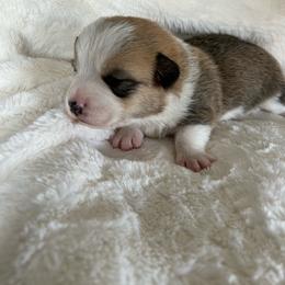 Twix - Red male Pembroke Welsh Corgi puppy in Dawson, Iowa from Carousel Corgis