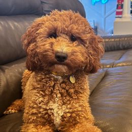 Maizey - Poodle