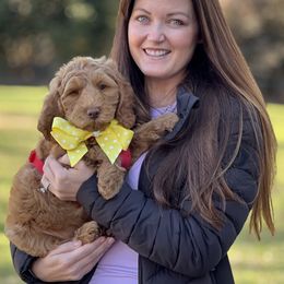Yellow Collar Girl - Australian Labradoodle puppy from Lucky Country Labradoodles