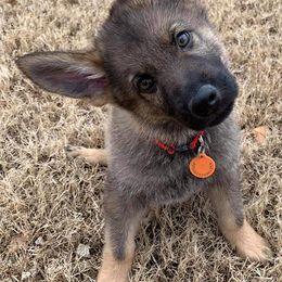 German Shepherds from Olsen Creek Kennels