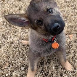 German Shepherds from Olsen Creek Kennels