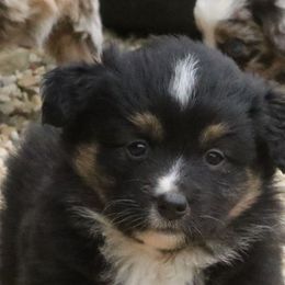 Girl 6 - Miniature American Shepherd puppy in Tiskilwa, Illinois from First Harmony Farms