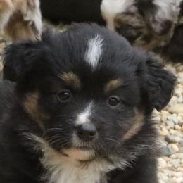 Girl 6 - Miniature American Shepherd puppy in Tiskilwa, Illinois from First Harmony Farms