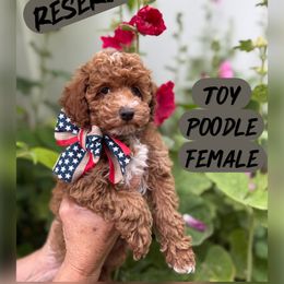 Mango - Red  female Poodle puppy in South Jordan, Utah from Diamond Companions
