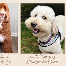 Goldendoodle puppies from Honeysuckle Creek Goldendoodles