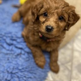 Goldendoodle Puppies from Coal Country Doodles