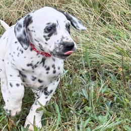 Ember - LUA - White and black female Dalmatian puppy in Sedalia, Missouri from Missouri Dalmatians
