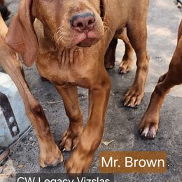 Mr. Brown - Golden rust male Vizsla puppy in Beeville, Texas from CW Legacy Vizslas