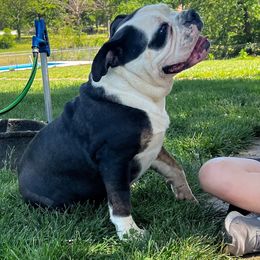 Sushie - Olde English Bulldogge