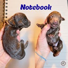 Notebook - Brown male Bernedoodle puppy in Banner Elk, North Carolina from Walnut Tree Bernedoodles