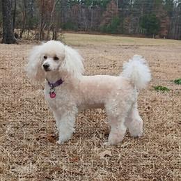 Monique - Poodle