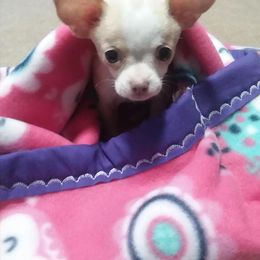 Chihuahua Puppies from SUWYN