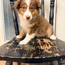 Boots - Red tri-color male Australian Shepherd puppy in Cushing, Oklahoma from Little Pastures Australian Shepherds