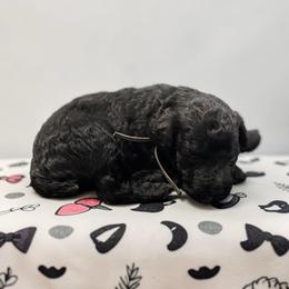 Mr. Richard - Black male Poodle puppy in Gainesville, Florida from Pet Inn Xxweetdoodles