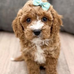 Bernedoodles, Cavapoos, and Goldendoodles from Florida Coast Doodles