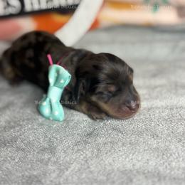 Sugar Maple - Dapple female Dachshund puppy in Washington from Beautiful Doxies