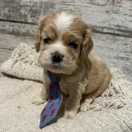 Auggie - Buff and white male Cocker Spaniel puppy in West Plains, Missouri from Ozark Haven Farm