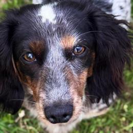 Australian Shepherds and Dachshunds from Lil’ Town Aussies