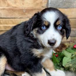 Mummy - Black tri male Toy Australian Shepherd puppy in Mc Lean, Illinois from Kickapoo Creek Toy & Mini Aussies