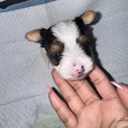 Yorkshire Terrier Puppies from Xclusive Petz