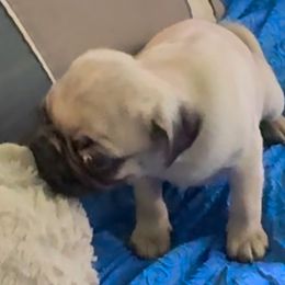 Super Pug - Fawn male Pug puppy in Arabi, Georgia from Von Webb Pups