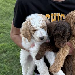 Goldendoodles from Deszy’s Goldendoodle Pups