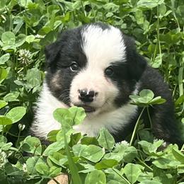 Boy 2 - male Border Collie puppy in Elkhorn, Wisconsin from MoonStar Farm
