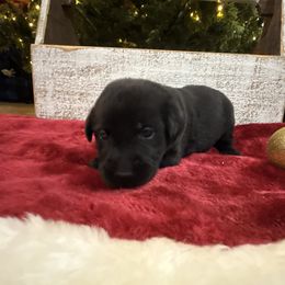 Purple - Black female Labrador Retriever puppy in Kinta, Oklahoma from Beaver Creek Kennels