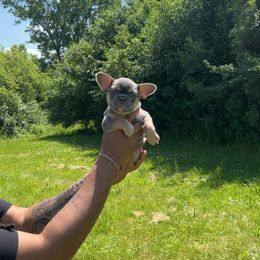 French Bulldog and Olde English Bulldogge Puppies from Uptop bulls kennel