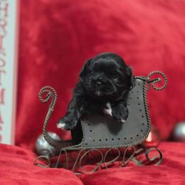 Puppy 3 - Black and white female Shihpoo puppy in Eldon, Missouri from B&B Designer Shihpoo’s