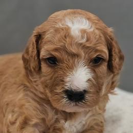 Buzz - Red male Cavapoo puppy in Glendale, Arizona from Cool Cavapoos