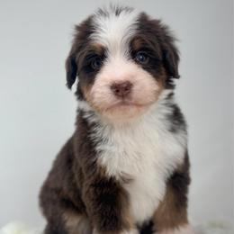 Melody - Brown female Bernedoodle puppy in Fleming, Colorado from Vandenbark Doodles