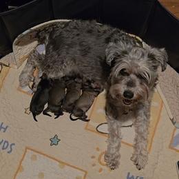 Miniature Schnauzer puppies from Schnauzy Pawz