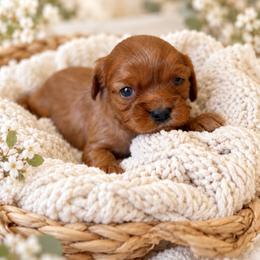 Reba - Ruby female Cavalier King Charles Spaniel puppy in Texarkana, Texas from Hidden Creek Cavaliers