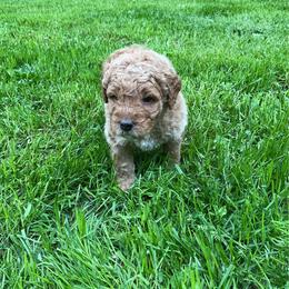 Willoughby - Red  male Goldendoodle puppy in Fairmont, West Virginia from Mountainside Doodles, LLC