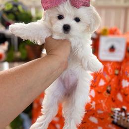 Mona - White female Maltese puppy in Upland, California from Prime Paradise Kennel