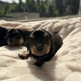 Wael - Black and cream male Dachshund puppy in San Diego, California from Enchantables