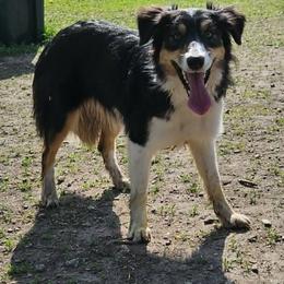 Border Collie All Grown Up from LaTiKi Border Collies