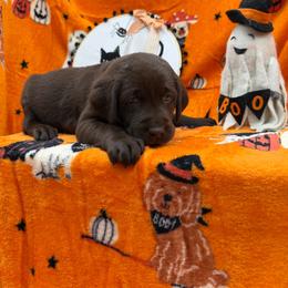 White - Chocolate female Labrador Retriever puppy in Heath Springs, South Carolina from Rich Hill Retrievers