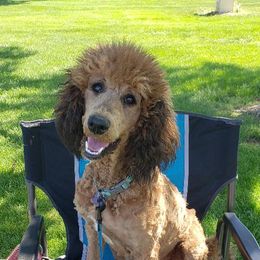 Lottie - Poodle