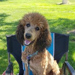 Lottie - Poodle